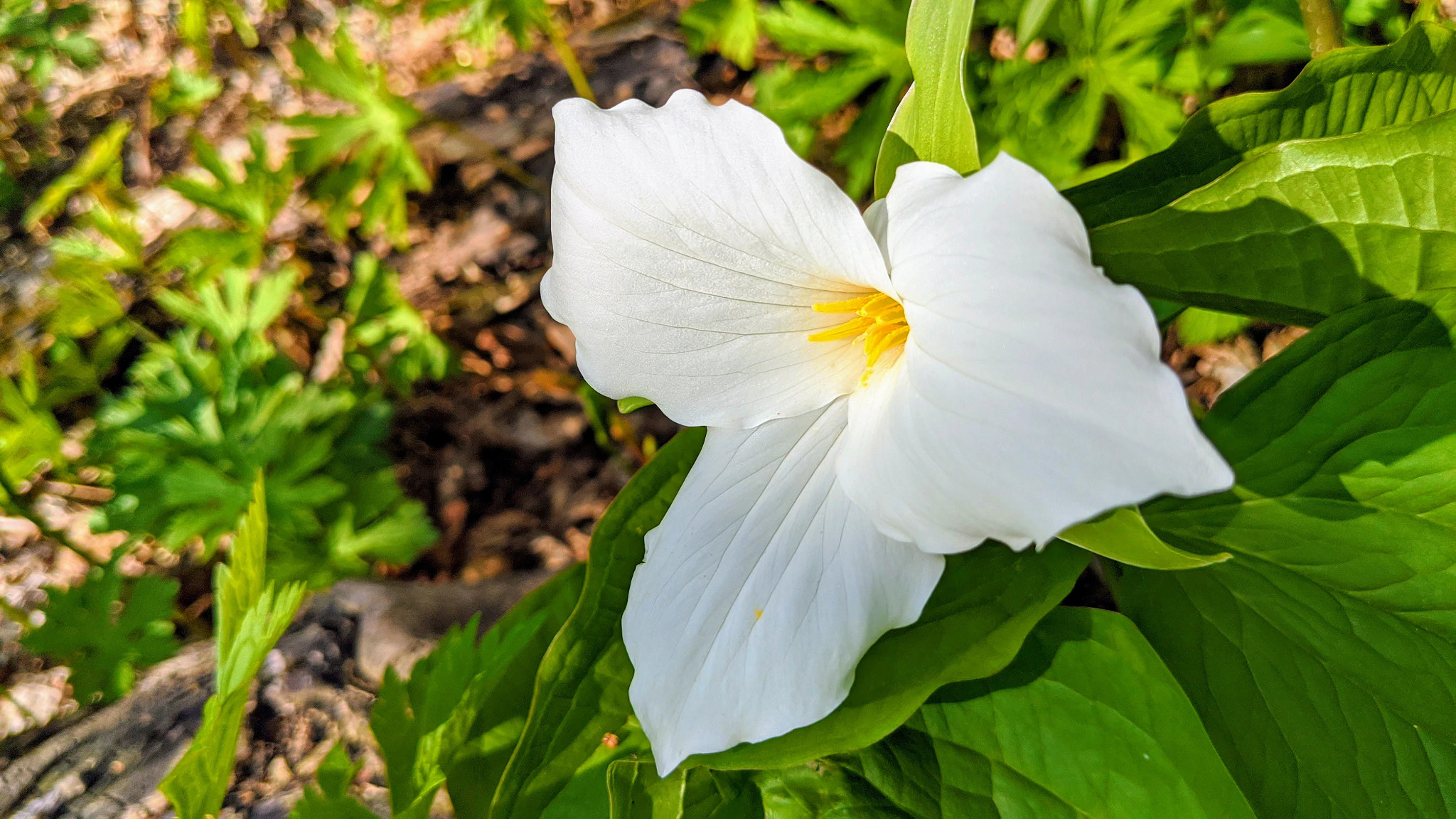 Spring Wildflower Walk Exploring Nature Program Wisconsin DNR